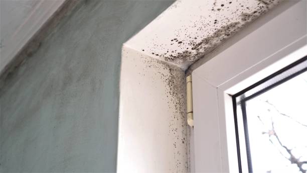 Best Attic Mold Removal  in De Leon, TX