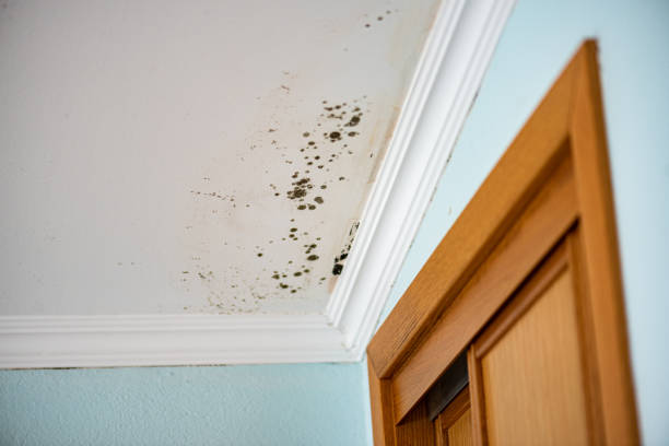 Crawl Space Mold Removal in De Leon, TX