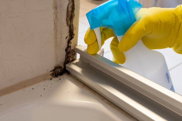 Best Mold Damage Repair  in De Leon, TX