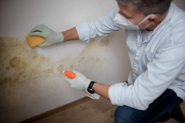 Best Residential Mold Removal  in De Leon, TX