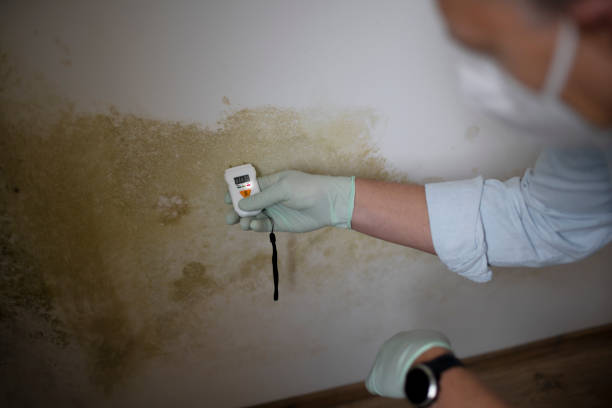 Best Mold Testing and Removal  in De Leon, TX