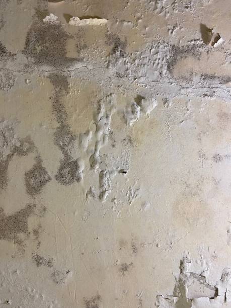 Best Mold Cleaning Services  in De Leon, TX