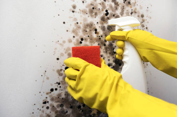 Best Fast Mold Removal  in De Leon, TX