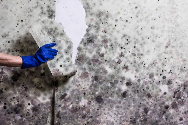 Best Certified Mold Removal  in De Leon, TX