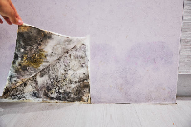 Trusted De Leon, TX Mold Removal Experts